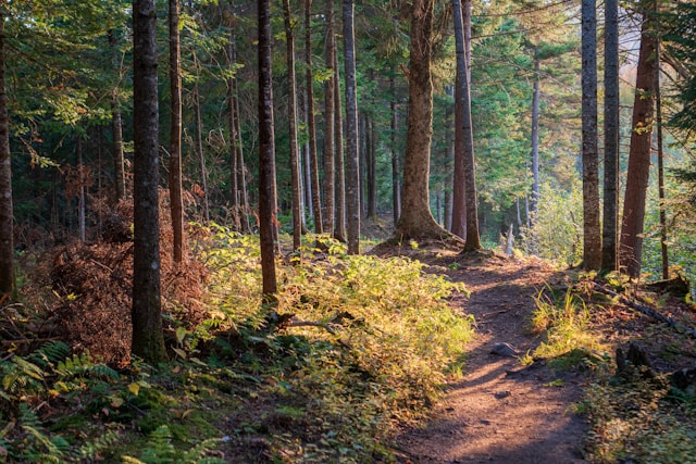 Natuur